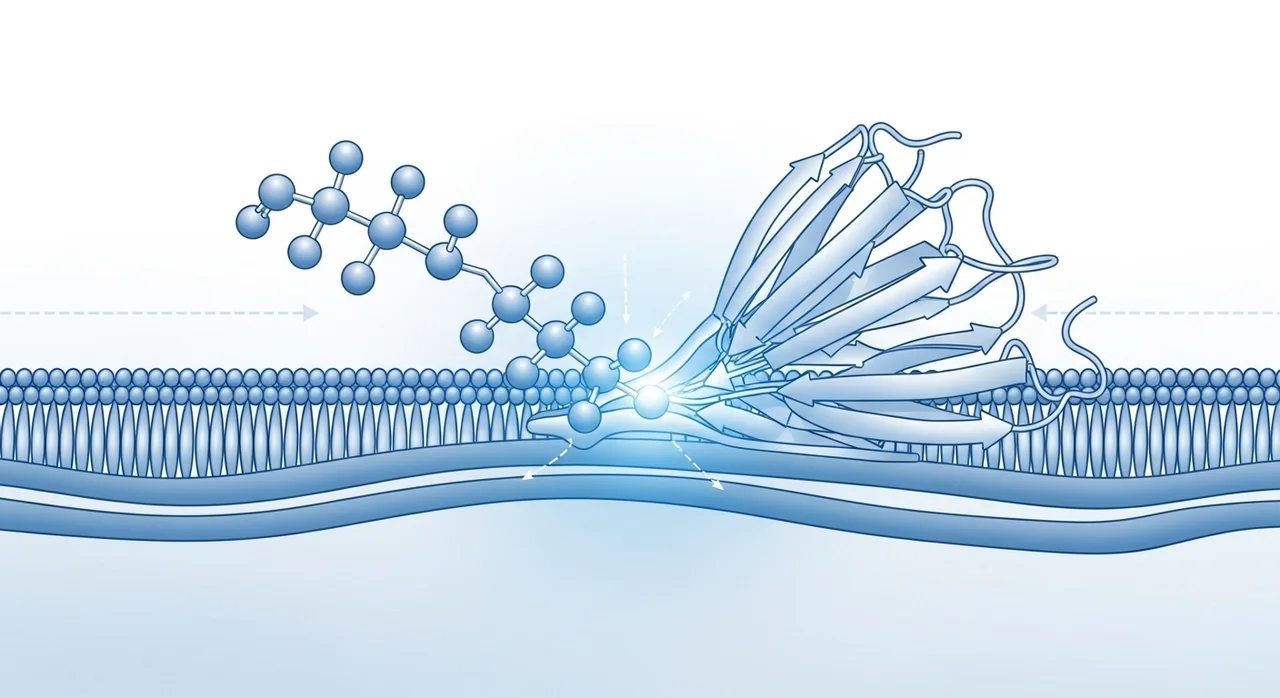 GLP-1 유사체란 무엇인가? 다이어트의 새로운 패러다임